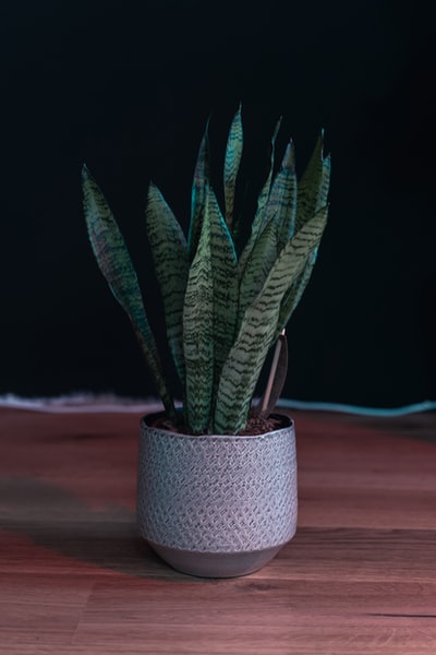 青蛇植物